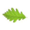 oak leaf 01