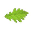 oak leaf 02