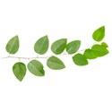 leaf branch 03