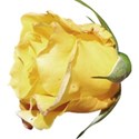 rose bud yellow 2