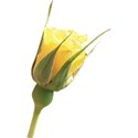 rose bud yellow