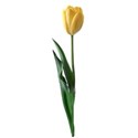 tulip 01