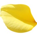 yellow petal 01