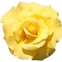 yellow rose 01