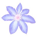 clematis blue