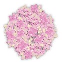 hydrangea pink full
