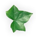 ivy leaf DS