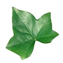 ivy leaf