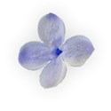 lilac flower 01 lighter