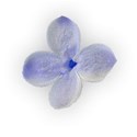 lilac flower 01