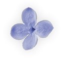 lilac flower 02 lighter
