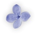 lilac flower 02