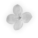 lilac flower 03 lighter