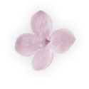 lilac flower 04 lighter