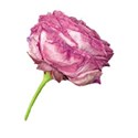 old rose 01 pink