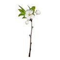 apple blossom branch.3