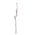 pussy willow branch