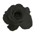 black rose 3