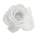 white rose 3