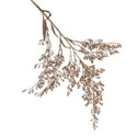 dried seed branch