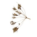 seed head dried