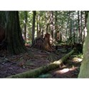 Cathedral Grove