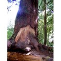 Cathedral Grove