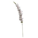 flower white spike
