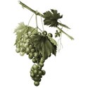 grape cluster 06