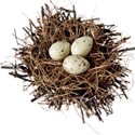 nest eggs 01