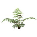 fern