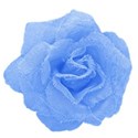 blue rose2