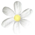 white paper flower yellow center