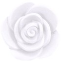 white rose