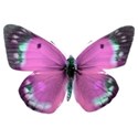 butterfly 2