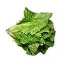 lettuce romaine pastel