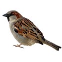 sparrow