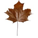 leaf old