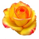 yellow-rose