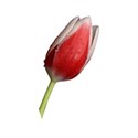 Tulip 2