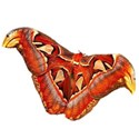 atlas Moth