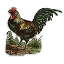 AYW-FarmhouseKitchen-Rooster