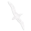 AYW-DepoeBay-Seagull