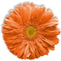 flower4-ar-mikkilivanos