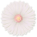 white flower pink center