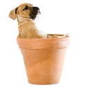 puppy in planter