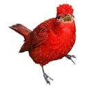 Bird Red summer Tanger