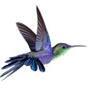 humming bird_edited-1