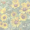 black-eyed-susan background