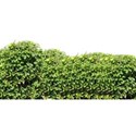 bushes border